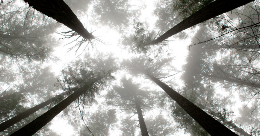 Misty forest canopy as seen from below.